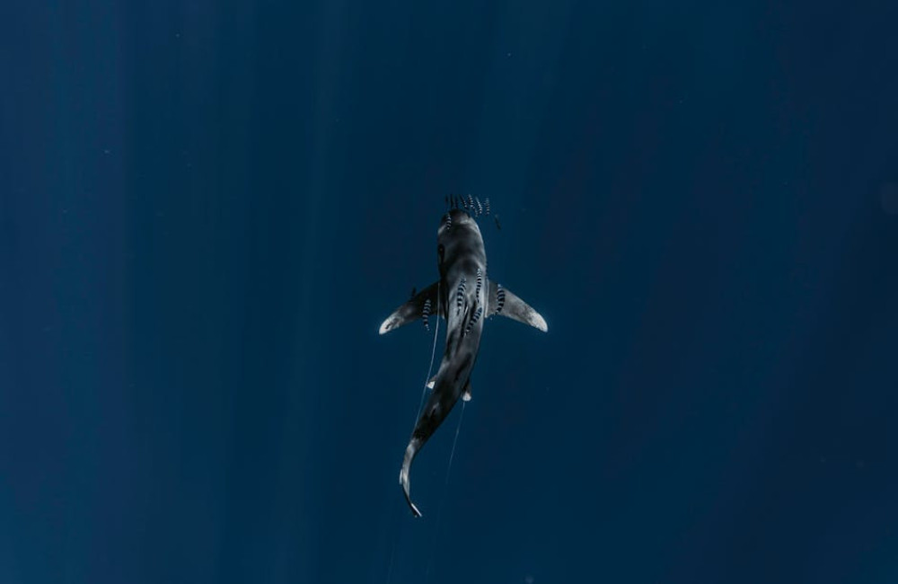 Zwemmen er haaien rondom Zakynthos?