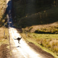 Tips voor de perfecte backpackreis door Australië