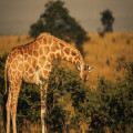 Een nieuwe plek in Kenia op mijn favorietenlijstje