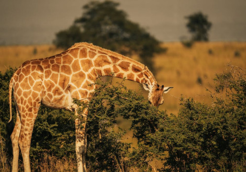 Een nieuwe plek in Kenia op mijn favorietenlijstje