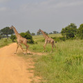 Unieke ervaringen in Kenia? Zo maakt u van uw safari een ware luxe rondreis door Kenia!