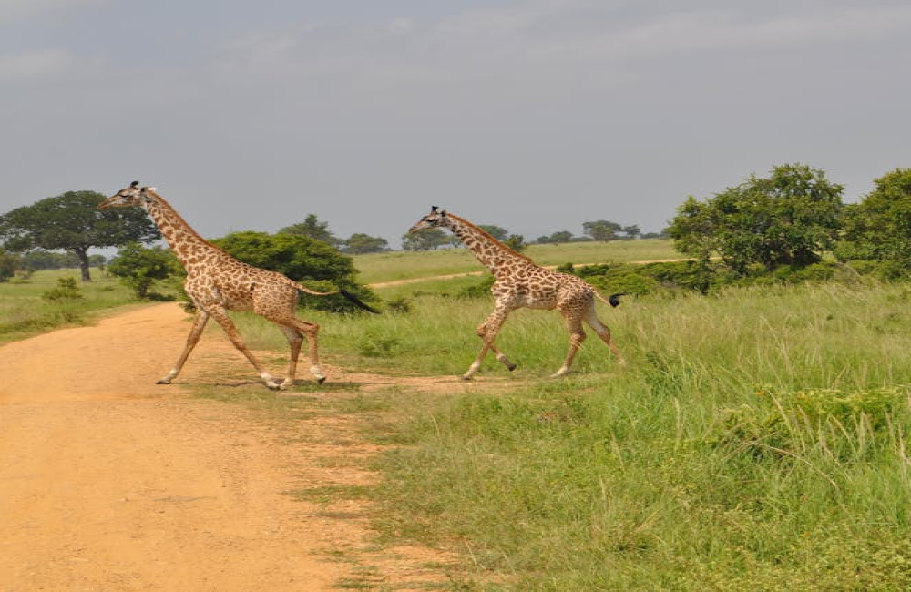 Unieke ervaringen in Kenia? Zo maakt u van uw safari een ware luxe rondreis door Kenia!