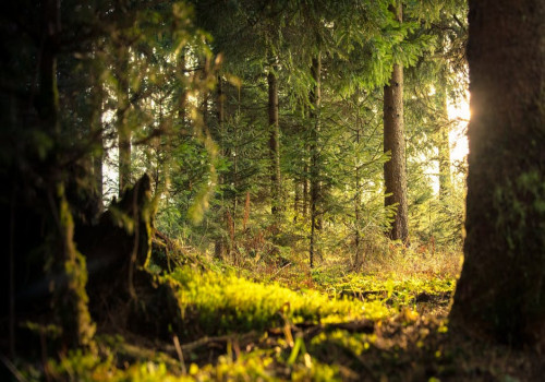 De betoverende bossen van Denemarken: Verken de prachtige natuurlijke schoonheid