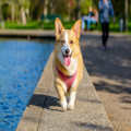 Wat betekent 'als twee honden vechten om een been, loopt de derde ermee heen'?