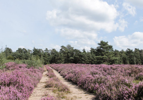 Handige checklist voor een verblijf in een Nederlands vakantiepark