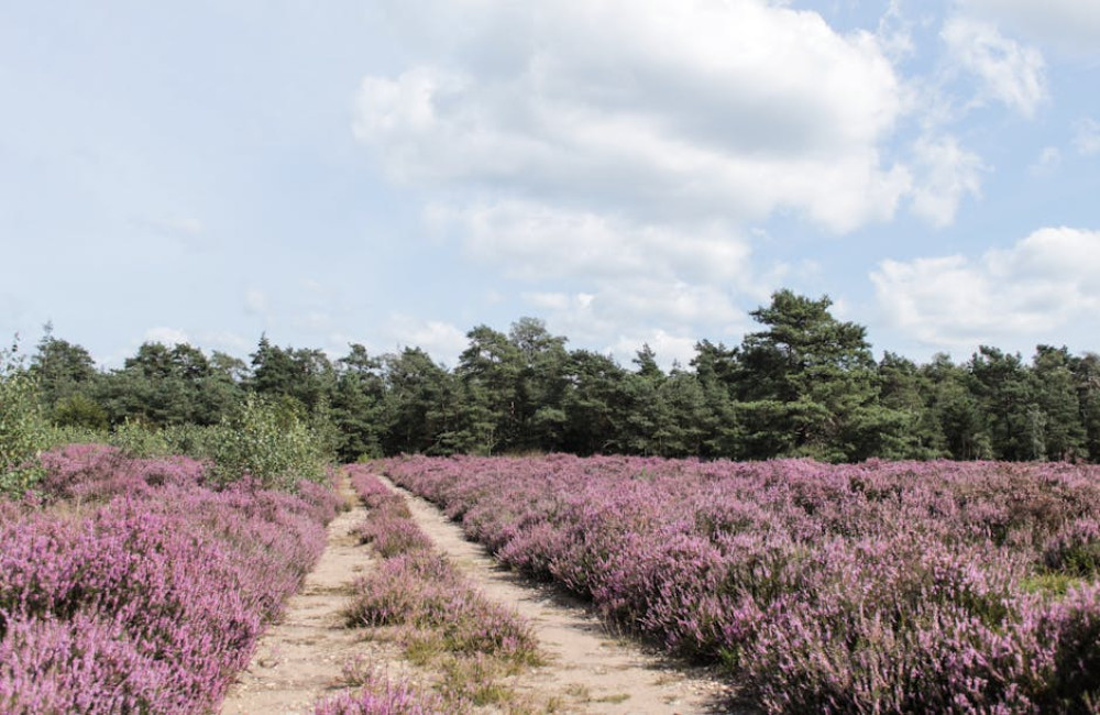 Handige checklist voor een verblijf in een Nederlands vakantiepark